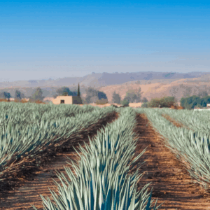 TEQUILA DESDE AGUASCALIENTES