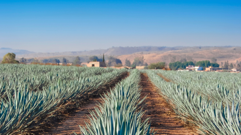 TEQUILA DESDE AGUASCALIENTES