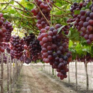 VIÑEDOS EN JALPA DE CANOVAS