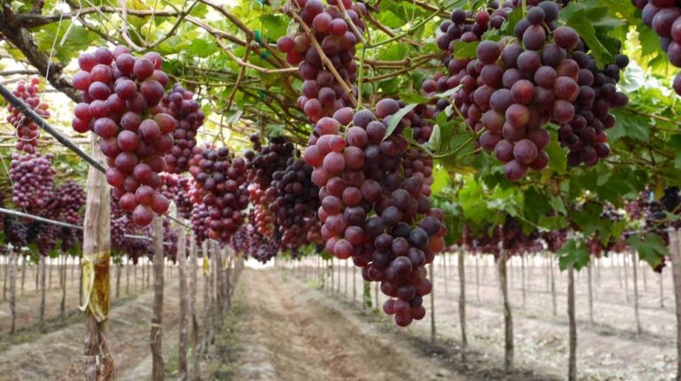 VIÑEDOS EN JALPA DE CANOVAS