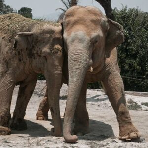 AFRICAM SAFARI CON PUEBLA