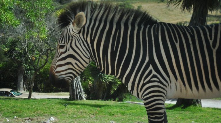 AFRICAM SAFARI Y TRANVÍAS “PUEBLA”