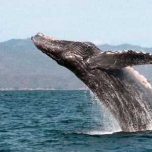 RUTA DEL VINO CON BALLENAS Y LOS CABOS “BAJA CALIFORNIA Y BAJA CALIFORNIA SUR”