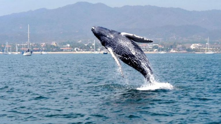 AVISTAMIENTO DE BALLENAS DESDE TEPIC, RINCÓN DE GUAYABITOS, SAN BLAS, NUEVO VALLARTA