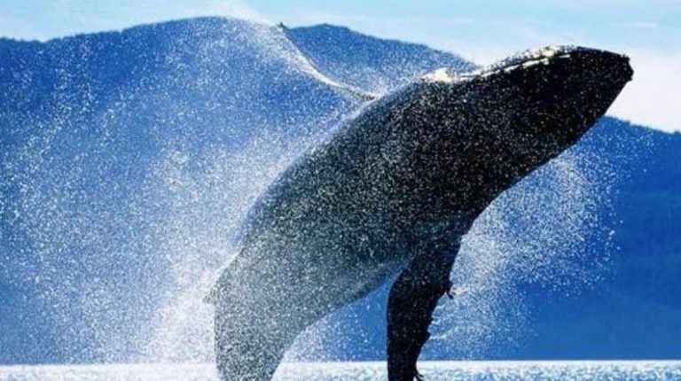 AVISTAMIENTO DE BALLENAS EN  PUERTO ADOLFO LÓPEZ MATEOS DESDE LORETO, BCS
