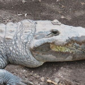 ESTERO Y COCODRILARIO DESDE COLIMA