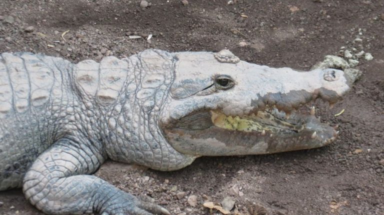 ESTERO Y COCODRILARIO DESDE COLIMA