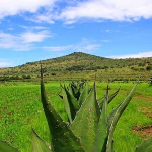 PULQUE Y HACIENDAS DEL NORTE