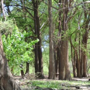EL SABINAL “ECOTURISMO” DESDE AGUASCALIENTES