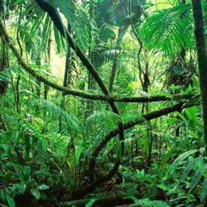 ZONAS ARQUEOLÓGICAS, CAMPAMENTO LACANDÓN Y CASCADAS “CHIAPAS”