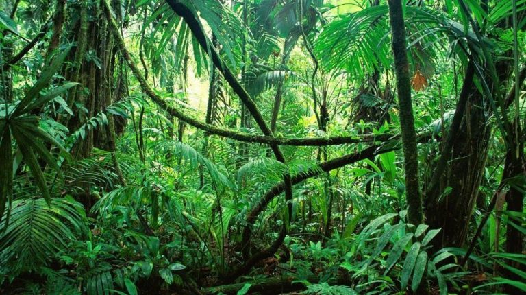 ZONAS ARQUEOLÓGICAS, CAMPAMENTO LACANDÓN Y CASCADAS “CHIAPAS”