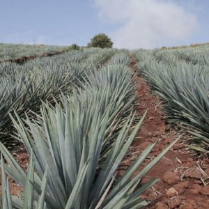 GUADALAJARA Y TREN TEQUILA