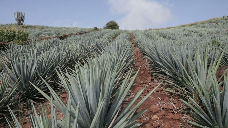GUADALAJARA Y TREN TEQUILA