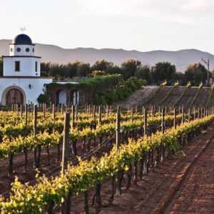 VIÑEDOS "CASA LEAL, HACIENDA DE LETRAS Y SANTA ELENA"