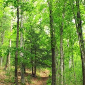 RECORRIDO POR EL BOSQUE MESÓFILO