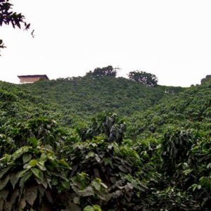 RUTA DEL CAFÉ DESDE SAN CRISTÓBAL DE LAS CASAS