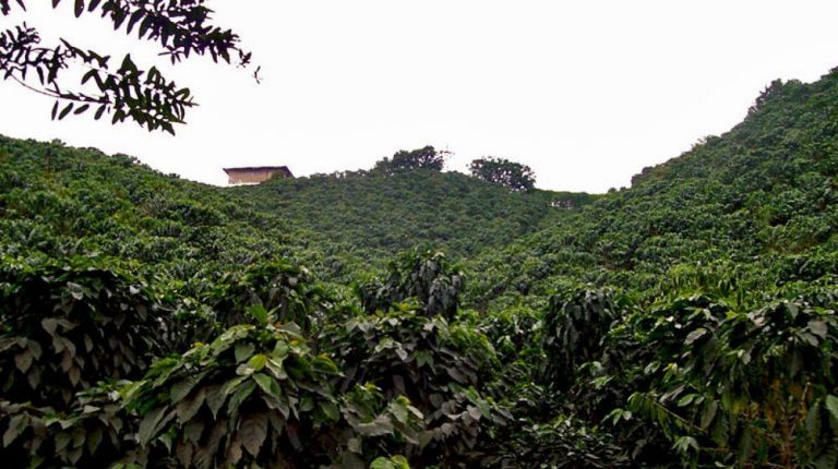 RUTA DEL CAFÉ DESDE SAN CRISTÓBAL DE LAS CASAS