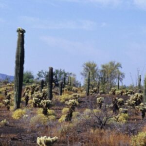 GRAN DESIERTO DE ALTAR DESDE PUERTO PEÑASCO
