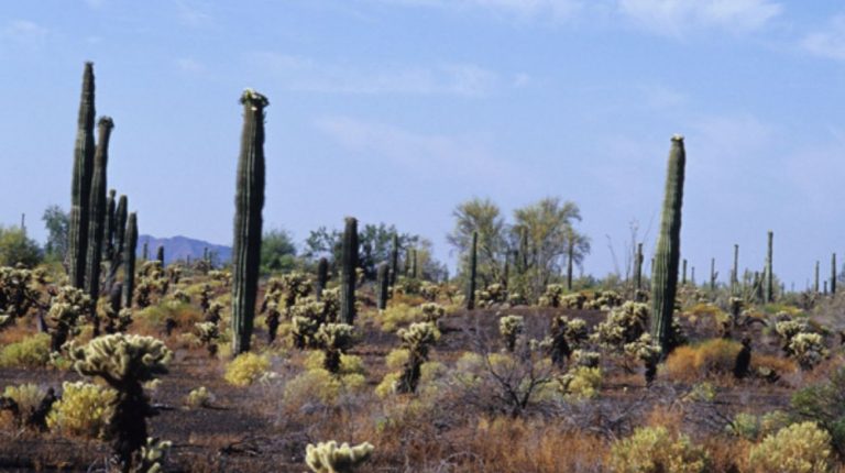 GRAN DESIERTO DE ALTAR DESDE PUERTO PEÑASCO