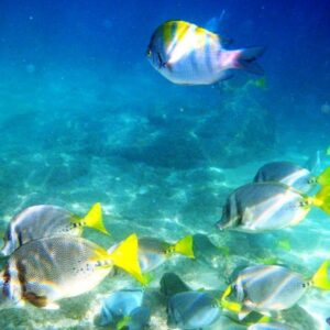 SNORKEL EN ISLAS MARIETAS Y AVES DESDE PUERTO VALLARTA
