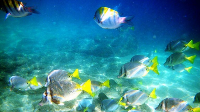 SNORKEL EN ISLAS MARIETAS Y AVES DESDE PUERTO VALLARTA