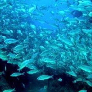 PLAYAS, SNORKEL Y PUEBLO MÁGICO "SAYULITA" DESDE PUERTO VALLARTA O NUEVO VALLARTA