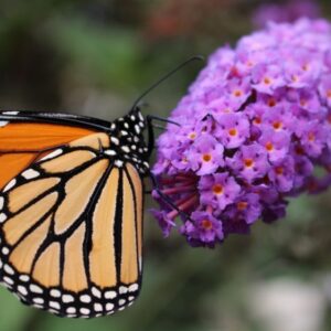 MARIPOSA MONARCA DESDE MORELIA