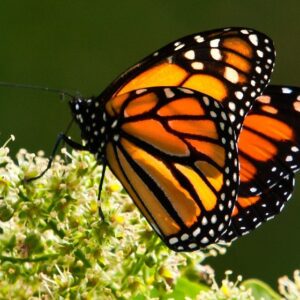MARIPOSA MONARCA CON VALLE DE BRAVO "PUEBLO MÁGICO" (DESDE CIUDAD DE MÉXICO)