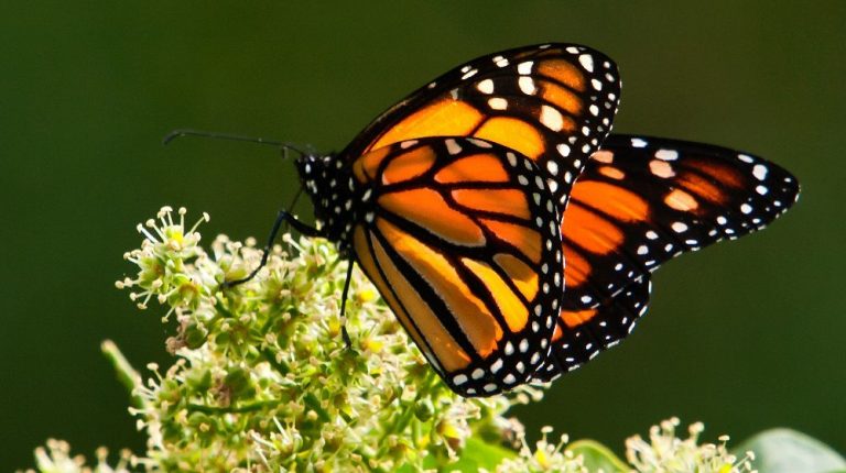 MARIPOSA MONARCA CON VALLE DE BRAVO “PUEBLO MÁGICO” (DESDE CIUDAD DE MÉXICO)