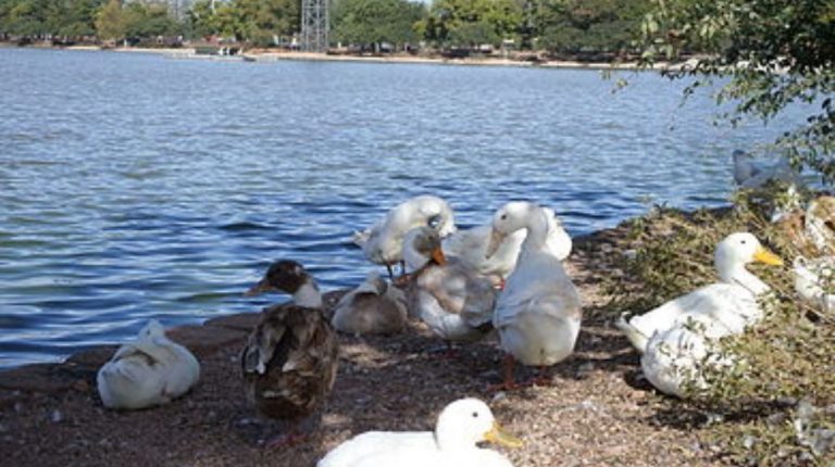 LAGUNA DE NAINARI DESDE NAVOJOA