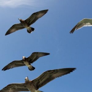 SANTUARIO DE LAS AVES DESDE TEPIC, SAN BLAS, RINCÓN DE GUAYABITOS, NUEVO VALLARTA