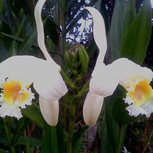 LAMANAI "BELICE" DESDE CHETUMAL