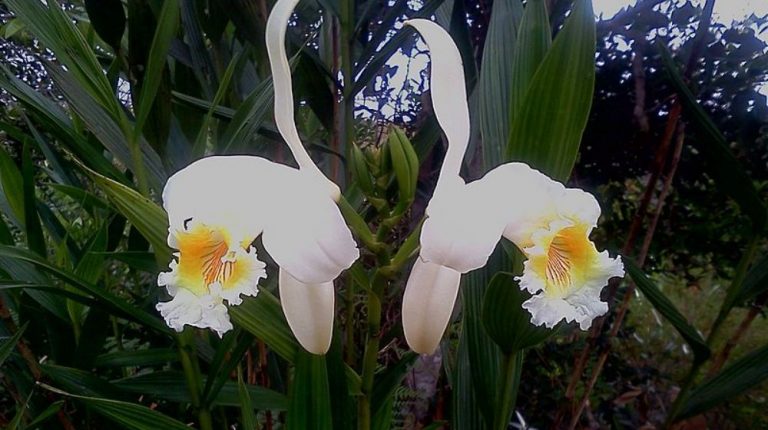 LAMANAI “BELICE” DESDE CHETUMAL