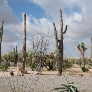 RANCHO LA PROVEEDORA DESDE CABORCA