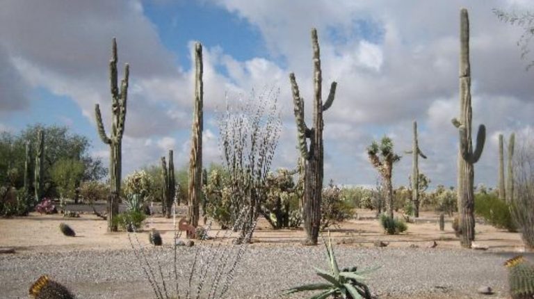RANCHO LA PROVEEDORA DESDE CABORCA
