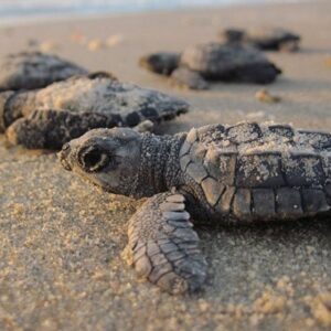 TORTUGAS MARINAS Y CONSERVACIÓN EN PUERTO VALLARTA