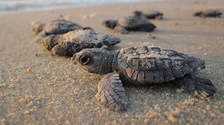 TORTUGAS MARINAS Y CONSERVACIÓN  EN PUERTO VALLARTA