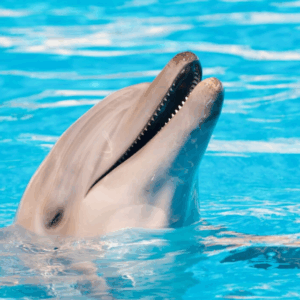 OBSERVACION DE DELFINES EN LIBERTAD EN PUERTO VALLARTA