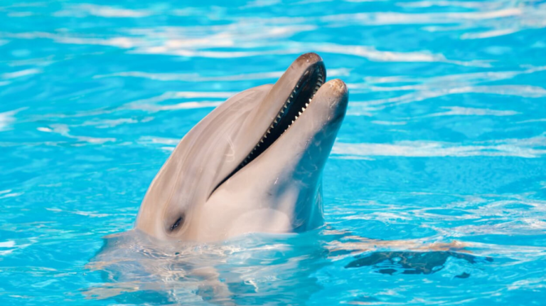 OBSERVACION DE DELFINES EN LIBERTAD EN PUERTO VALLARTA
