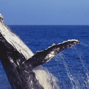 AVISTAMIENTO DE BALLENAS "PUERTO ADOLFO LOPEZ MATEOS" DESDE LOS CABOS