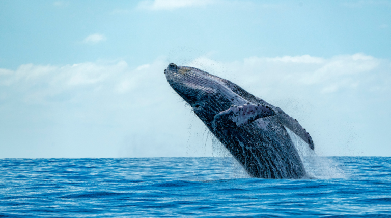 AVISTAMIENTO DE BALLENAS EN LOS CABOS