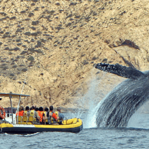 BALLENAS EN LANCHA RÁPIDA