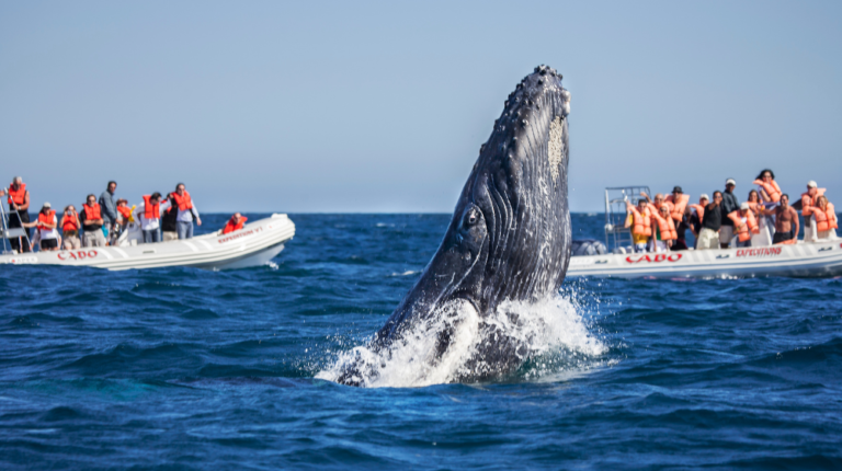 BARRANCAS DEL COBRE CON BALLENAS
