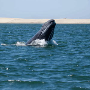 AVISTAMIENTO DE BALLENAS Y SNORKEL