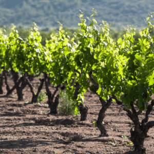 RUTA DEL VINO INTERMEDIA EN VALLE DE GUADALUPE