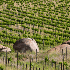 ANTIGUA RUTA DEL VINO EN VALLE DE GUADALUPE