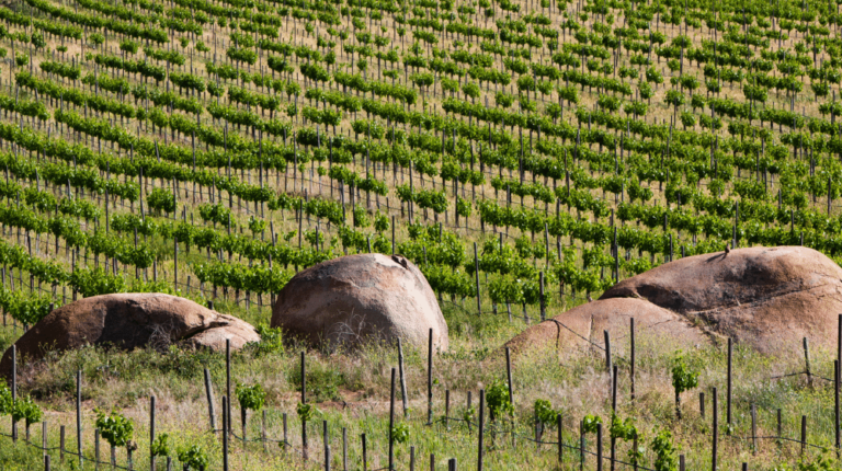 ANTIGUA RUTA DEL VINO EN VALLE DE GUADALUPE
