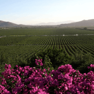 RUTA DEL VINO BÁSICA EN VALLE DE GUADALUPE