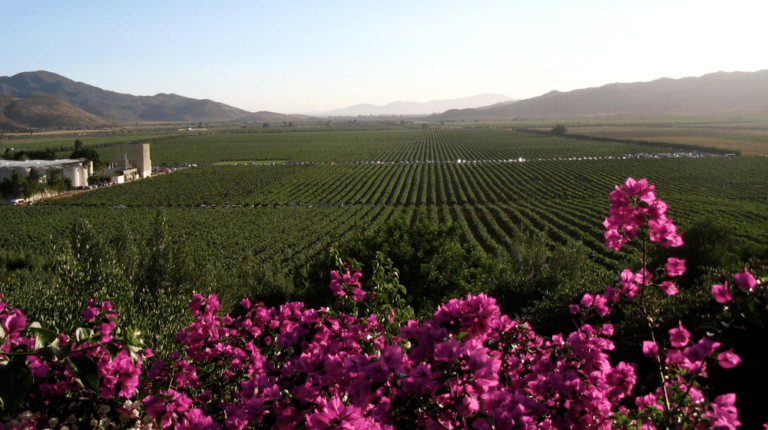 RUTA DEL VINO BÁSICA EN VALLE DE GUADALUPE
