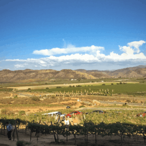 RUTA DEL VINO COMPLETA EN VALLE DE GUADALUPE